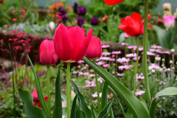 チューリップの花