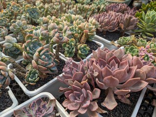 Red colored succulents which looks like flowers in square white pots