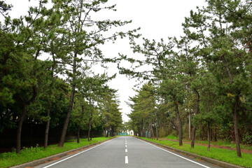 Fototapeta na wymiar 松の木並木の直線道路　