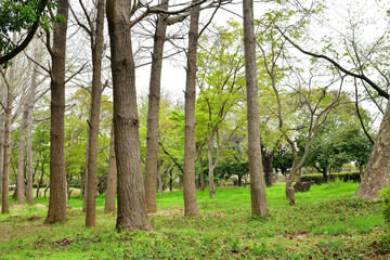 新緑の千葉ポートパーク