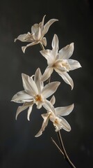 Photorealistic poster showcasing vanilla flowers in midair, vividly detailed against significant negative space to focus on their unique orchid form