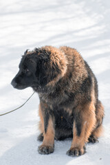 Full length portrait of a purebred Leonberger dog sitting against the backdrop of a winter park.