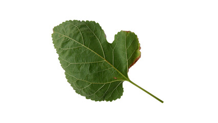 Fototapeta premium Mulberry leaves with Isolate Leaves on transparent background. Png file.