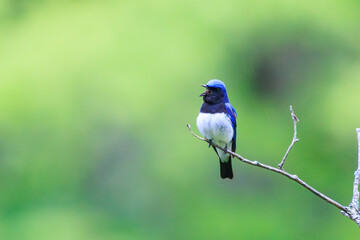 Obraz premium 新緑の中、梢のてっぺんで大きく美しい声でさえずる美しいオオルリ（ヒタキ科）。日本国神奈川県相模原市、早戸川林道にて。 2024年4月撮影。The beautiful Blue-and-white Flycatcher (Cyanoptila cyanomelana, family of the flycatcher) chirp loudly and beautifully at the 