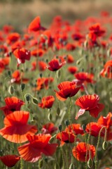 Naklejka premium A Red Poppies A Poignant Symbol of remembrance and memorial day, Remembrance and Sacrifice on Anzac Day