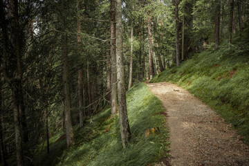 Long a path inside a peaceful forest , no people around