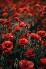 A Red Poppies A Poignant Symbol of  remembrance and memorial day,  Remembrance and Sacrifice on Anzac Day