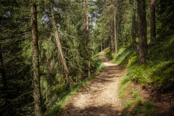 Long a path inside a peaceful forest , no people around