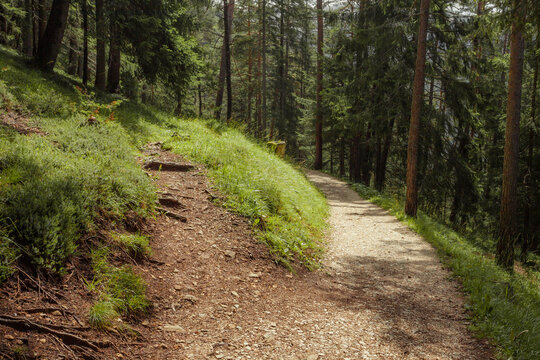 A fork long a path inside a peaceful forest , no people around