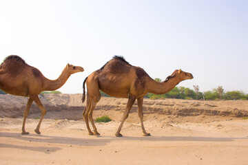 Camel in Saudi Arabian desert, desert ship in valley of Makkah, Medina region.