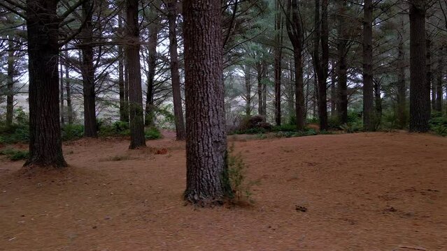 Tree forest dolly shot with large trunks under canopy shadow near Strahan in Tasmania's west, Australia