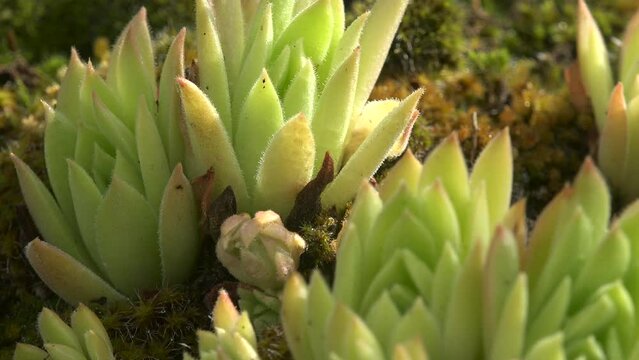 Sempervivum, flowering plants, family Crassulaceae, houseleeks liveforever, always-forever alive, growing next to moss on rocks among mountains. View plant macro in wild