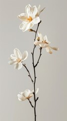 Creative visualization poster with vanilla flowers defying gravity, set against a clean, stark background for a dramatic visual impact