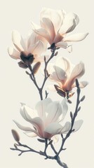 Artistic poster of magnolia flowers levitating, arranged against a stark background to emphasize their large, pristine petals and elegant form