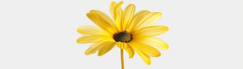 Artistic poster of a daisy flower levitating, highlighted against a minimalist background to emphasize its bright, cheerful petals