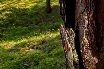 Pine forest. Abstract nature background. Ecology, lungs of the earth. Selective focus.
