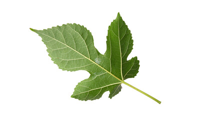 Mulberry leaves with Isolate Leaves on transparent background. Png file.