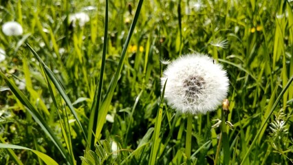 weiße Löwenzahnblüte auf Wiese, Pusteblume, Pollen, Allergie, Wildblume, Heilpflanze, Samen, Natur, Pflanze, Nahaufnahme