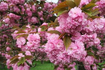 Hanami fête des cerisiers au parc de Sceaux