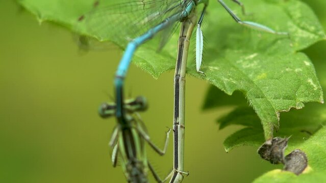 Common bluetails mating sitting on green leaf near lake or swamp, macro view insect (Ischnura heterosticta, common bluetail, damselfly) in wildlife