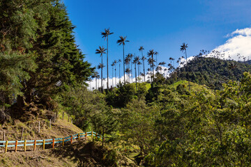 Andean wax palms, Ceroxylon, genus of plants in family Arecaceae. Nature landscape of tall wax palm trees in Valle del Cocora Valley. Salento, Quindio department. Colombia mountains landscape.
