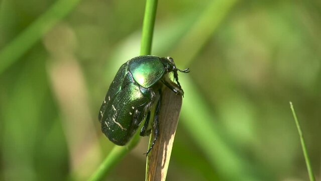 Cotinis nitida, green June beetle, June bug, June beetle, beetle of family Scarabaeidae, sitting on green grass. Macro view insect in wildlife
