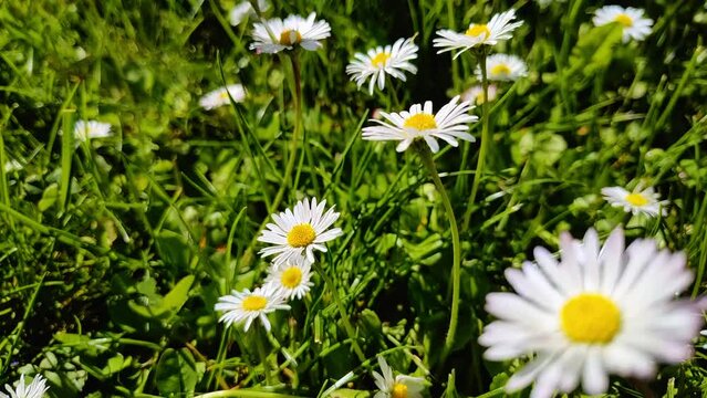 sch&ouml;ne gr&uuml;ne Wiese mit vielen G&auml;nsebl&uuml;mchen im Gras, Nahaufnahme
