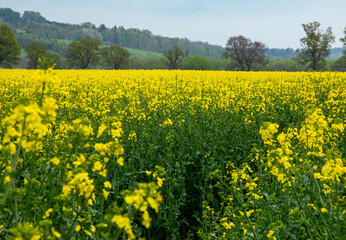 Obraz premium Field of bright yellow oilseed rape