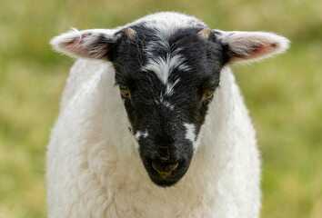 Close up head shot of a cute little lamb with a black face in a green field © Sarah