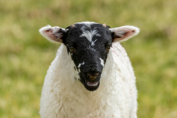Close up head shot of a cute little lamb with a black face in a green field