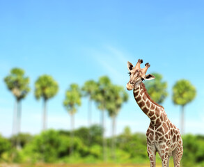 Cute curiosity giraffe on summer landscape background. The giraffe looks interested. Animal stares...