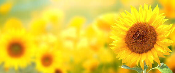 Sunflower on blurred sunny nature background. Horizontal agriculture summer banner with sunflowers...