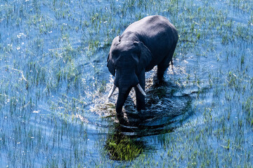 Aerial telephoto shot of an African Elephant wading through the shallow waters of the Okavango...