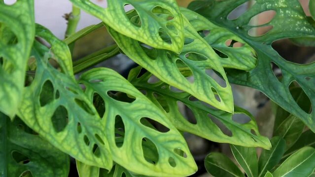 Monstera Acuminata, Monstera Adansonii, Monstera Obliqua are plants that are currently popular in Indonesia as Janda Bolong