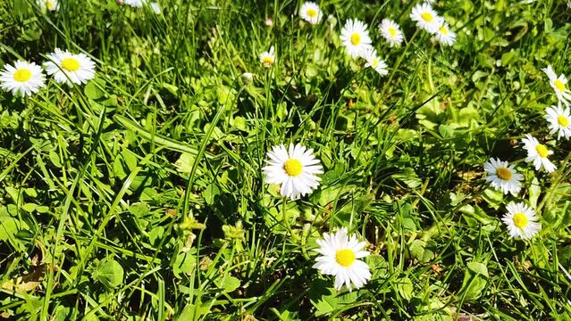 sch&ouml;ne gr&uuml;ne Wiese mit vielen G&auml;nsebl&uuml;mchen im Gras, Nahaufnahme
