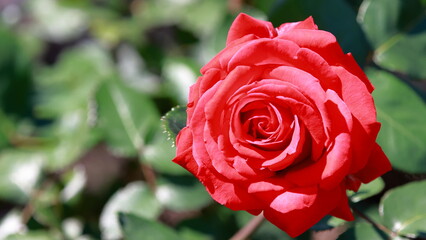 The roses are now in full bloom.