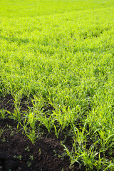 botanical background of young grass and soil, sunny day
