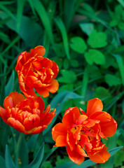 Orange tulips in full bloom, showcasing spring's beauty, copy space, vertical. Lush garden of orange peony tulips. Close-up of vibrant orange tulips with lush green natural background