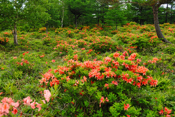 レンゲツツジ　群馬県湯の丸高原