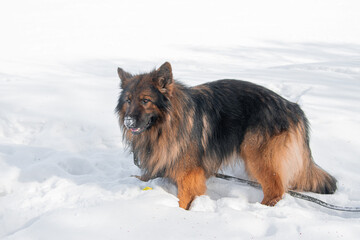 A long-haired German Shepherd walks through a winter park and snowdrifts.