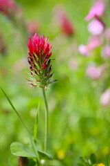 botanical background of grasses and field flowers 