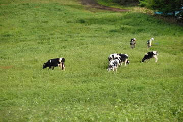 Fototapeta premium 放牧牛 群馬県湯の丸牧場