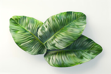 green leaf isolated on white