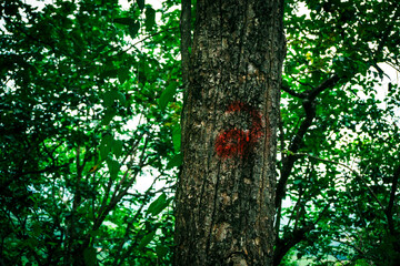 tree in the forest