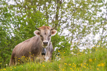 Kuh - Allgäu - Frühling - Blumen - Hörner - Alpen