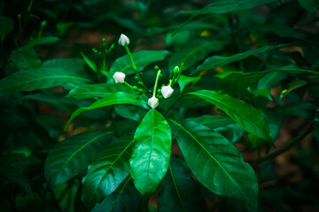 Pretty gardenia flower .blooming in the green garden background.White flower