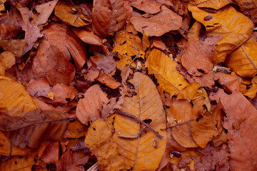 Brown leaves on the ground