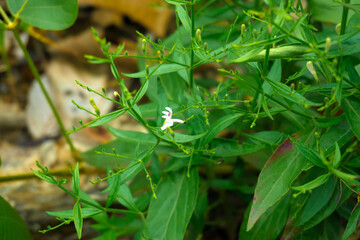 flower in grass