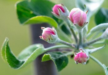 Flowers on an apple tree in spring. Close-up