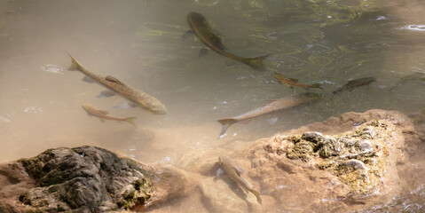 The fish swims in clear mountain water